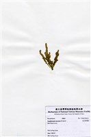 藏品(短尖假羽藻)的圖片